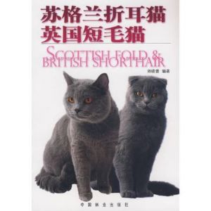 温冉与叶以祯的都市爱恋（你若不曾来叫我如何老 苏格兰折耳猫）