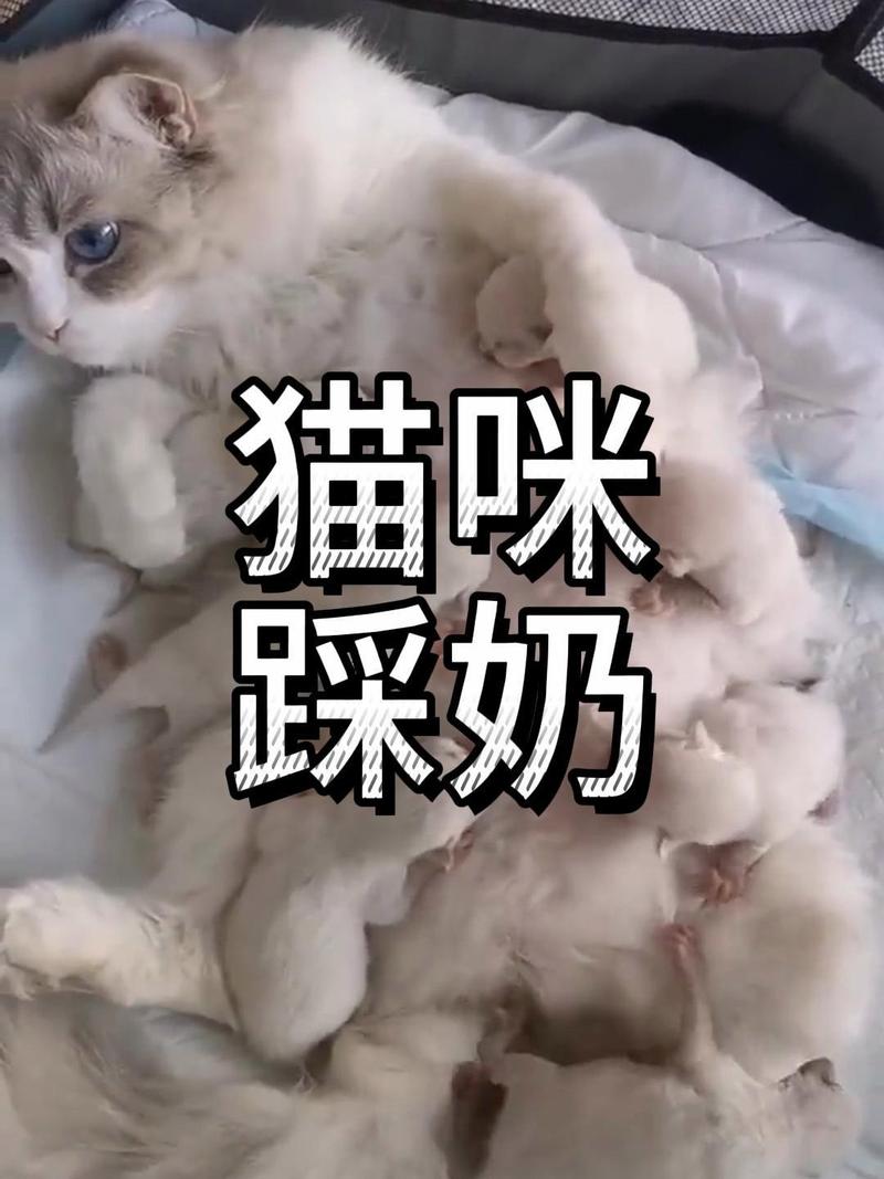 信任依赖的亲密表现(布偶猫踩奶是什么表现) 信任依赖的亲密表现(布偶猫踩奶是什么表现)