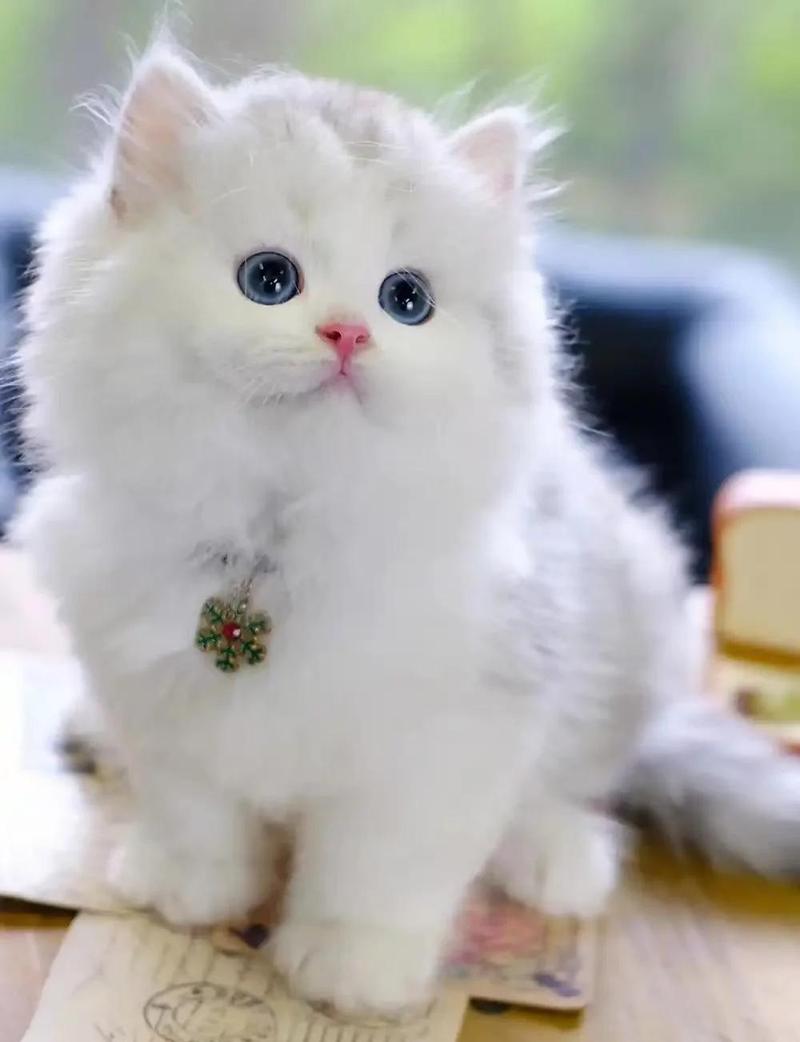 古老长毛猫品种介绍(波斯猫颜色分类加图片) 古老长毛猫品种介绍(波斯猫颜色分类加图片)
