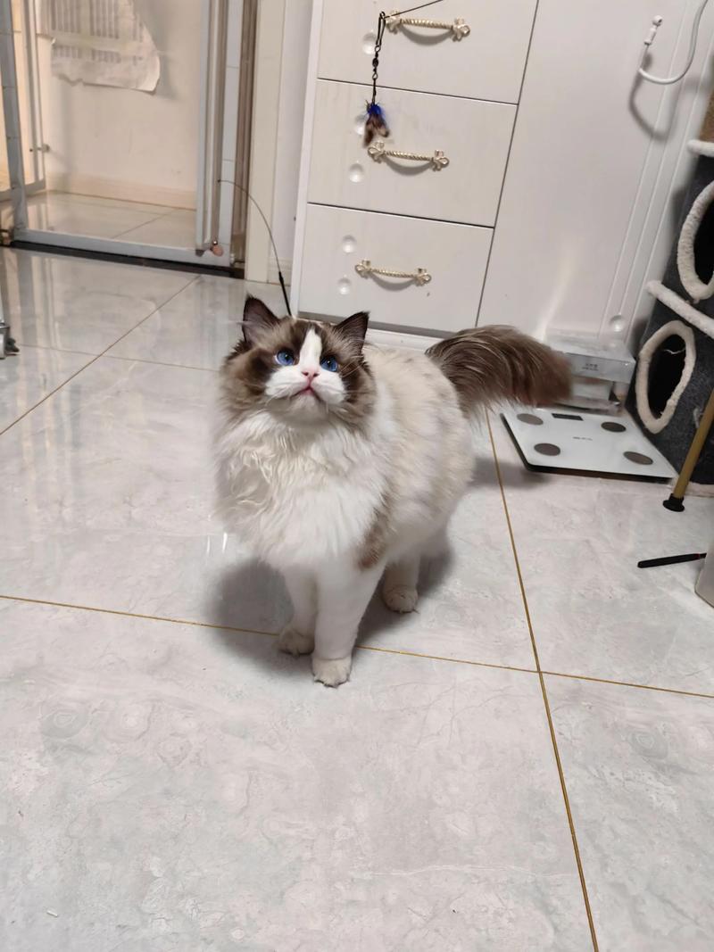 健壮温顺蓝眼睛 布偶猫(布偶猫长什么样) 健壮温顺蓝眼睛 布偶猫(布偶猫长什么样)