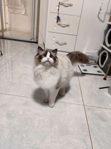 健壮温顺蓝眼睛 布偶猫（布偶猫长什么样）