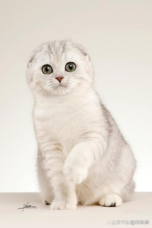 折耳猫健康隐患多,养前请三思(折耳猫会有什么缺陷) 折耳猫健康隐患多,养前请三思(折耳猫会有什么缺陷)