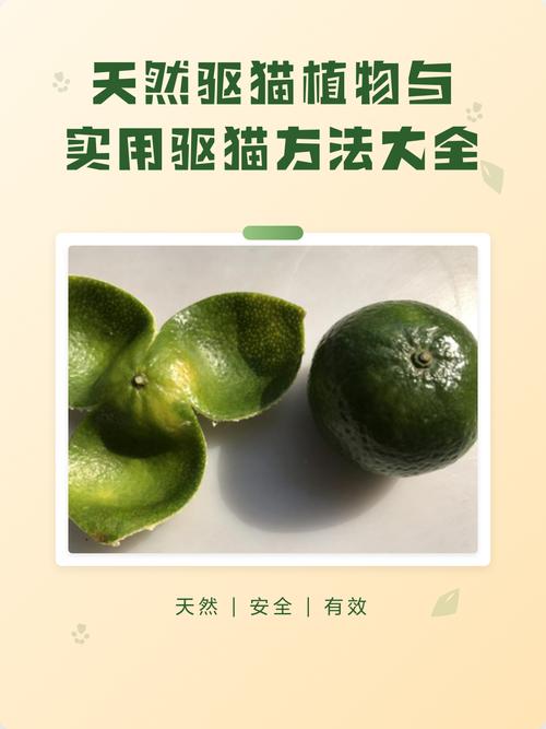 温和驱赶不伤情(永久驱猫最佳方法) 温和驱赶不伤情(永久驱猫最佳方法)