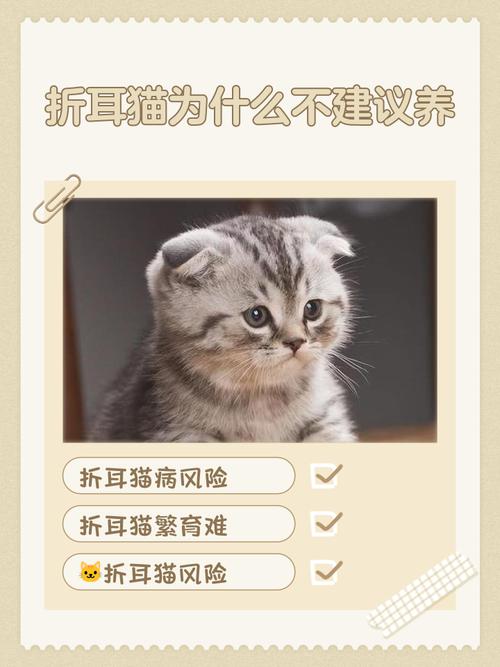养折耳猫要注意健康和陪伴!(养折耳猫10大忌) 养折耳猫要注意健康和陪伴!(养折耳猫10大忌)