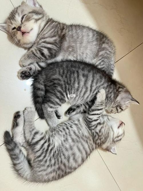 串串猫盘点十大高颜值猫咪品种(十大最漂亮串串猫) 串串猫盘点十大高颜值猫咪品种(十大最漂亮串串猫)