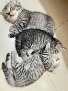 串串猫盘点十大高颜值猫咪品种（十大最漂亮串串猫）