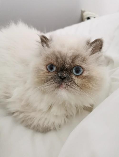 高贵警惕显血统(波斯猫小时候照片) 高贵警惕显血统(波斯猫小时候照片)
