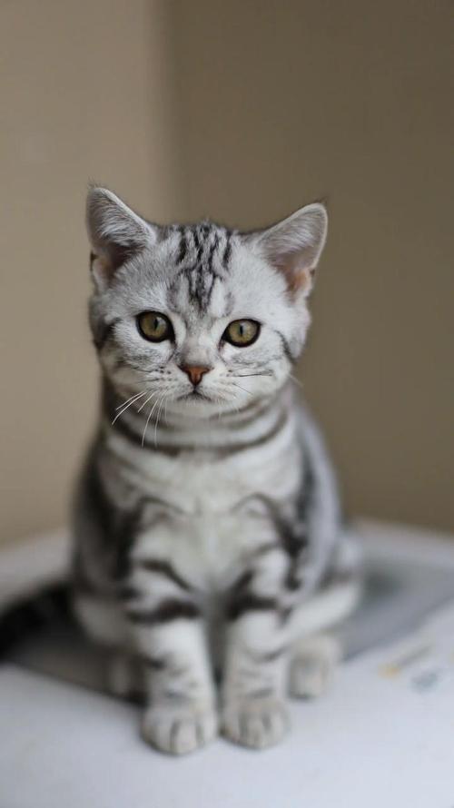 优雅性格,好养易分辨(正宗英短虎斑猫图片) 优雅性格,好养易分辨(正宗英短虎斑猫图片)
