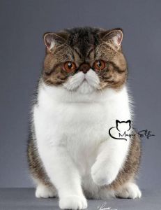 天生罕见惹人爱，别盲目追求！（猫两只眼睛不一样是波斯猫吗）