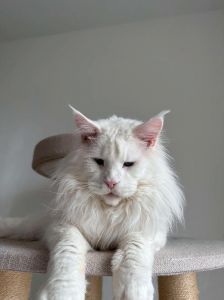 健康差易生病，别被便宜骗！（退役的种猫有什么缺点）