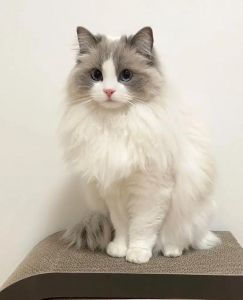 温顺迷人，理想宠物伴侣（布偶猫图片）