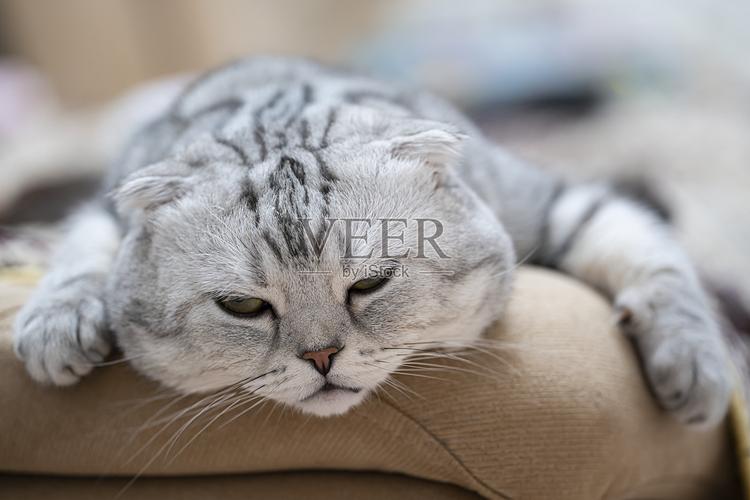 命中注定还是无奈选择?(让她降落苏格兰折耳猫) 命中注定还是无奈选择?(让她降落苏格兰折耳猫)