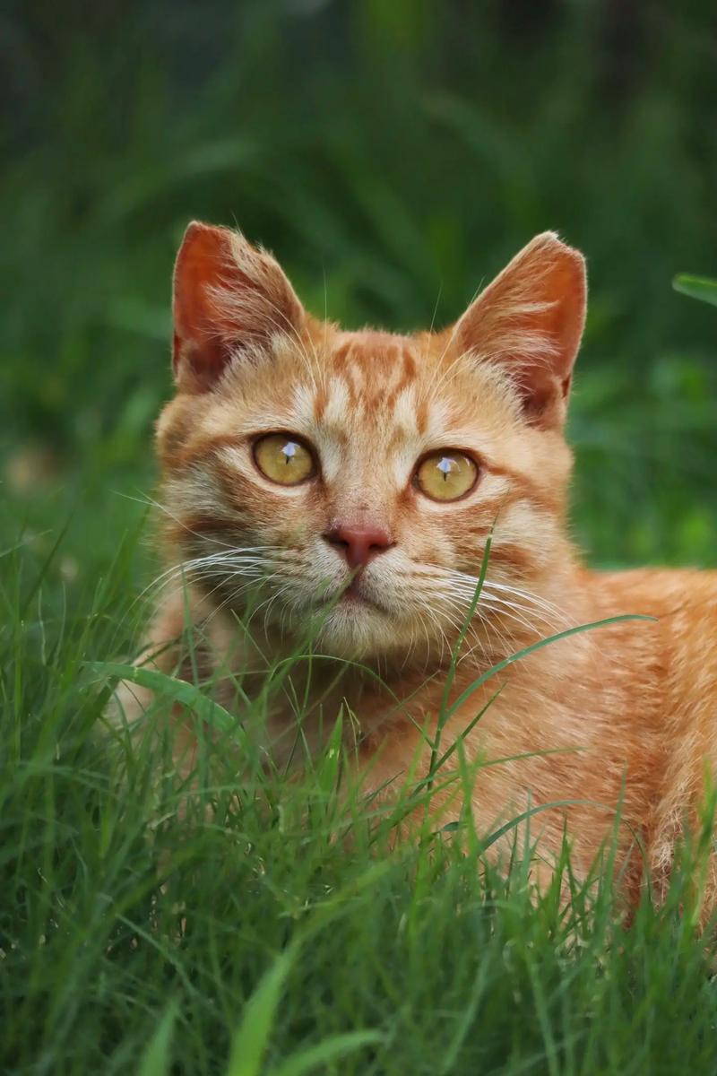 性格温顺粘人,超萌宠物首选(正宗橘猫图片) 性格温顺粘人,超萌宠物首选(正宗橘猫图片)