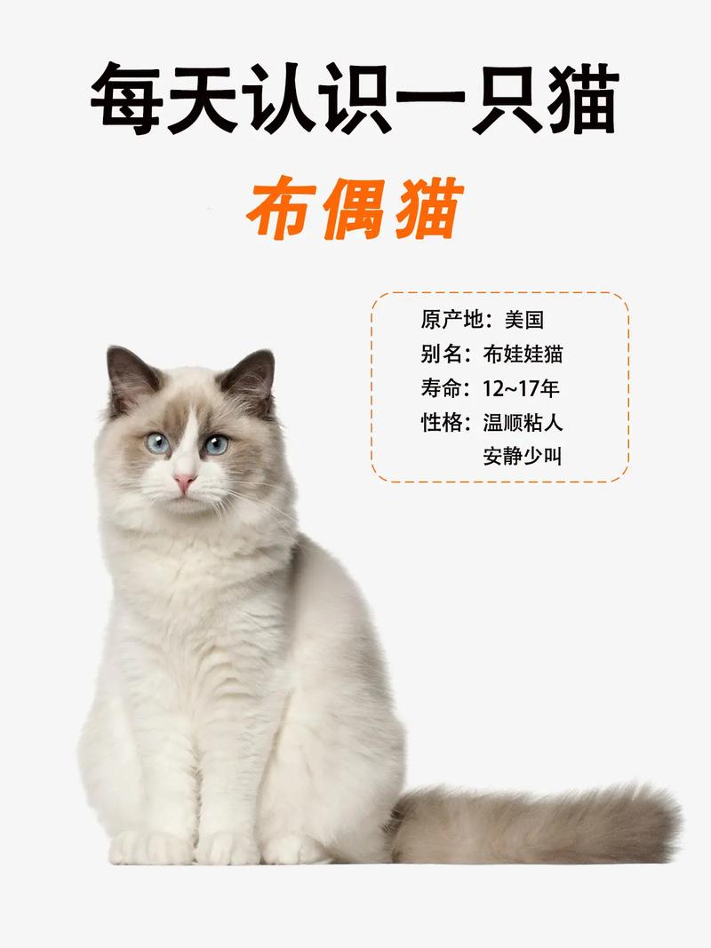 布偶猫温顺友善,易适应,需关爱陪伴(布偶猫只认一个主人吗) 布偶猫温顺友善,易适应,需关爱陪伴(布偶猫只认一个主人吗)