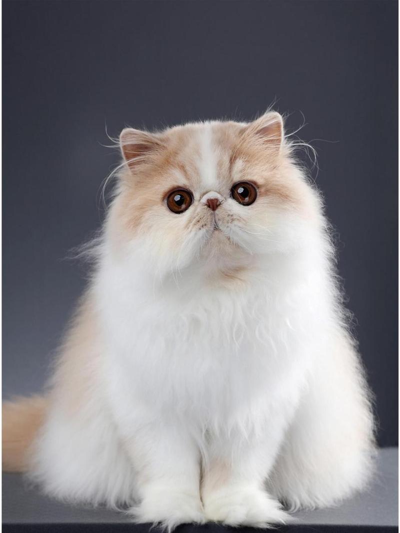 波斯猫异色眼,神秘又迷人!(两只眼睛不一样的波斯猫图片) 波斯猫异色眼,神秘又迷人!(两只眼睛不一样的波斯猫图片)