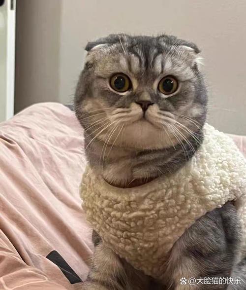 可爱滑稽背后的健康关爱(折耳猫瞪人表情包) 可爱滑稽背后的健康关爱(折耳猫瞪人表情包)