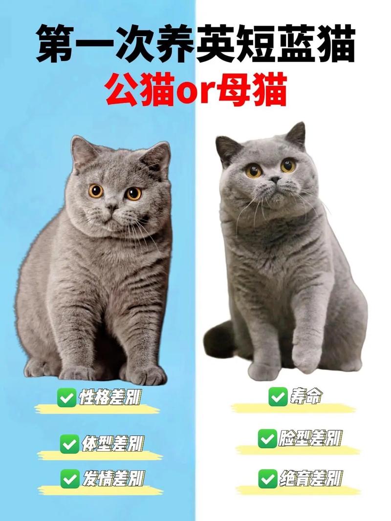 公猫母猫怎么选?性格价格大不同(养猫是养公的还是母的) 公猫母猫怎么选?性格价格大不同(养猫是养公的还是母的)
