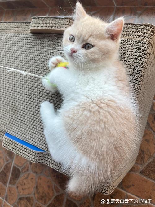 英短美短性格各异,都象征吉祥(白色英国短毛猫图片) 英短美短性格各异,都象征吉祥(白色英国短毛猫图片)