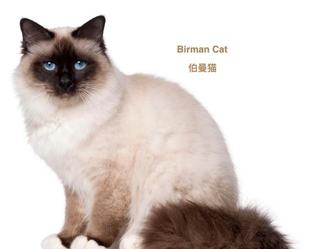 12种特色宠物猫介绍(英国猫咪品种大全及图片) 12种特色宠物猫介绍(英国猫咪品种大全及图片)