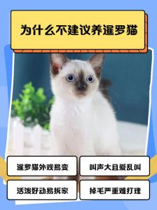 暹罗猫粘人需陪伴，健康检查要定期，环境稳定很重要（养暹罗猫的十大禁忌）