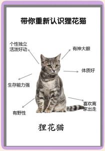 自由魂，难驯服，有个性（狸花猫为什么不建议养）
