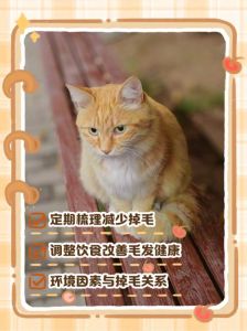 猫咪脱毛怎么办？科学应对掉毛烦恼（猫咪脱毛严重怎么处理）