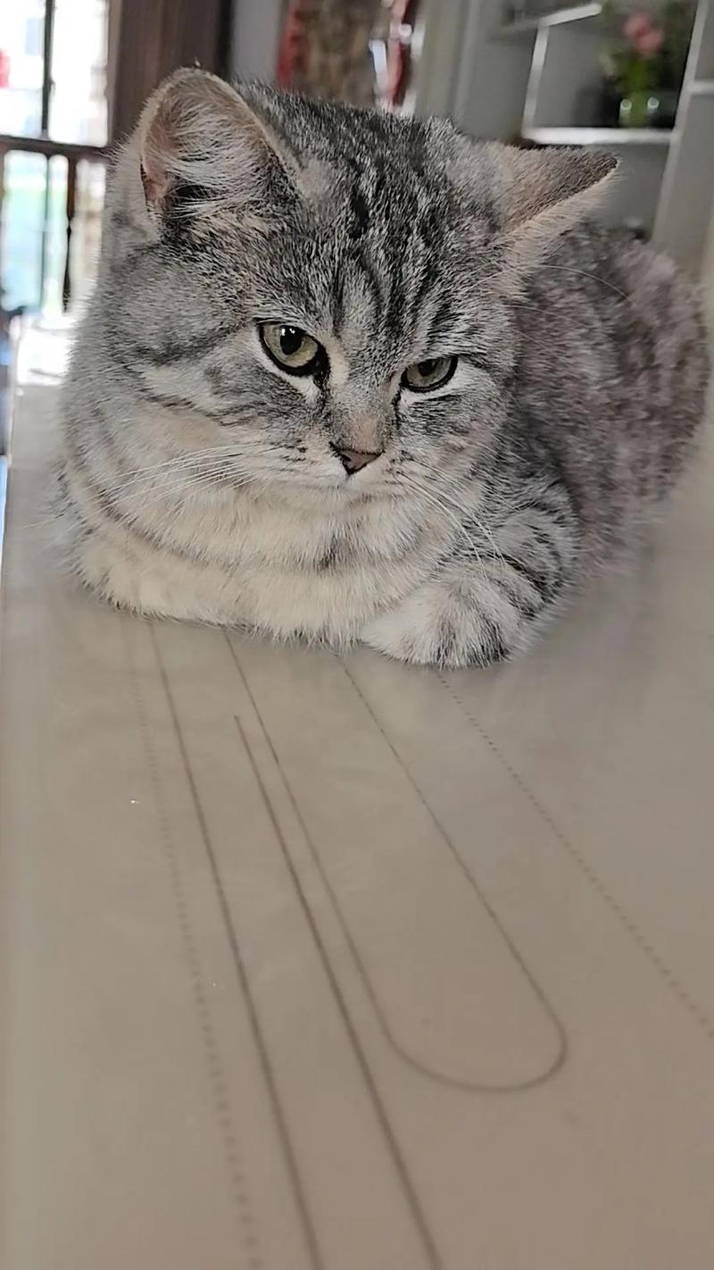 优雅独特,理想伴侣(英短虎斑猫图片) 优雅独特,理想伴侣(英短虎斑猫图片)