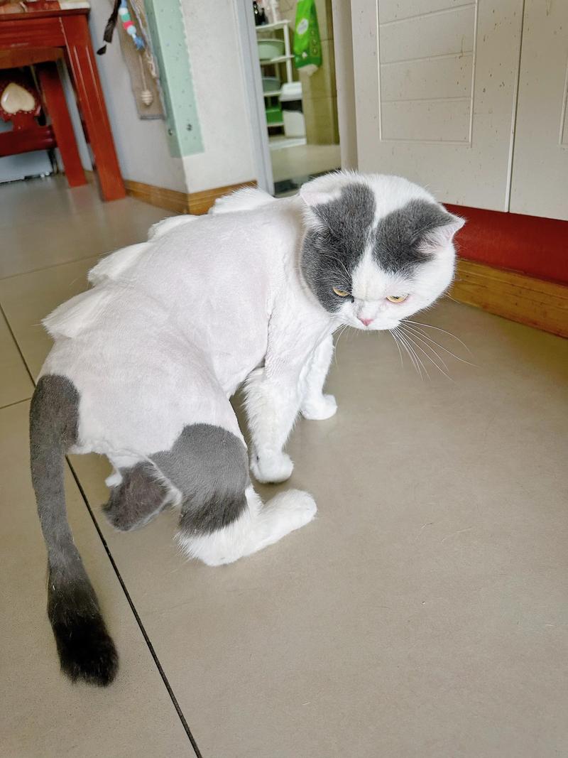 猫剃毛不利,科学降温好(猫毛可以剃掉吗) 猫剃毛不利,科学降温好(猫毛可以剃掉吗)
