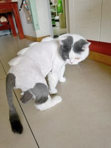 猫剃毛不利，科学降温好（猫毛可以剃掉吗）