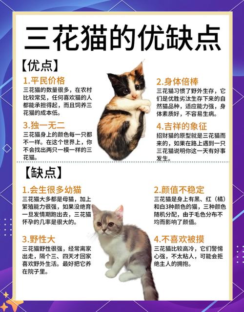 三花猫温顺亲人,新手友好,养不复杂,是幸运象征(三花猫适合新手养吗) 三花猫温顺亲人,新手友好,养不复杂,是幸运象征(三花猫适合新手养吗)