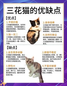 可爱敏感，需要主人多关爱（三花猫为什么不建议养）