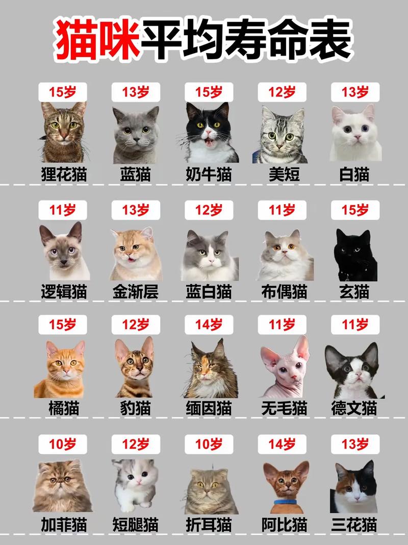英短折耳猫寿命短?如何科学养护?(英短折耳猫能活几年) 英短折耳猫寿命短?如何科学养护?(英短折耳猫能活几年)