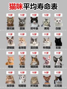 英短折耳猫寿命短？如何科学养护？（英短折耳猫能活几年）