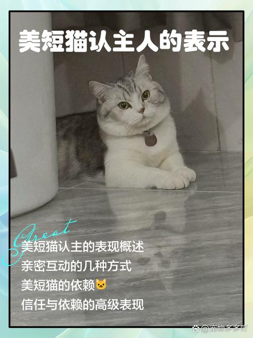 猫咪认不认主人？性格环境更重要（猫一生认几个主人）