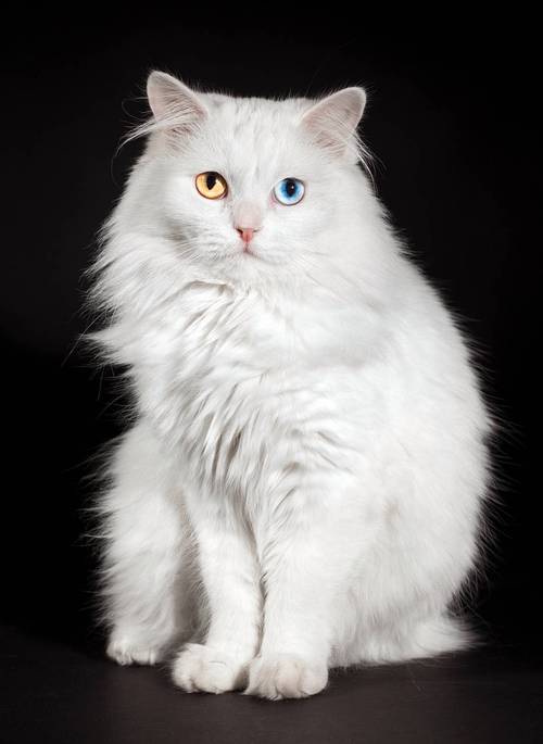 灰色猫不都一样?分清品种看脸型毛发!(灰色波斯猫图片) 灰色猫不都一样?分清品种看脸型毛发!(灰色波斯猫图片)