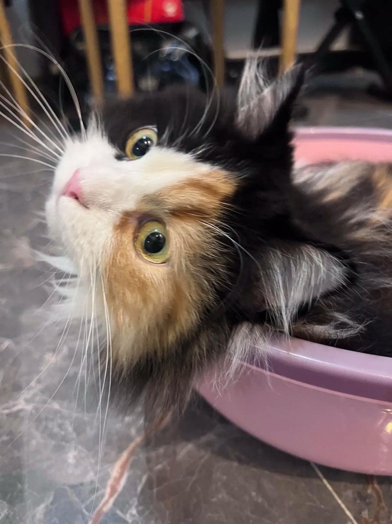 温顺亲人,小心眼耳病(三花猫眼睛是什么颜色) 温顺亲人,小心眼耳病(三花猫眼睛是什么颜色)