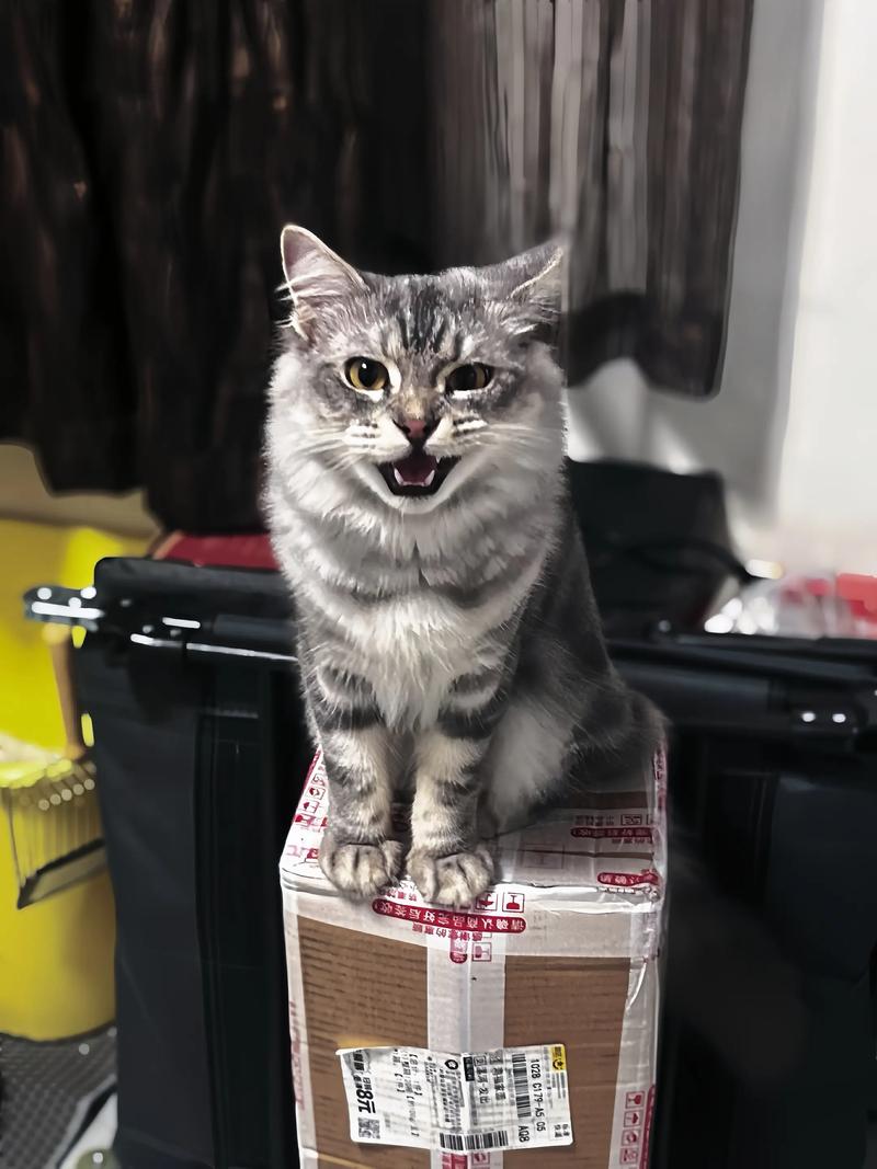 缅因虎斑猫高清图,优雅大气,适合装饰(缅因虎斑猫图片) 缅因虎斑猫高清图,优雅大气,适合装饰(缅因虎斑猫图片)