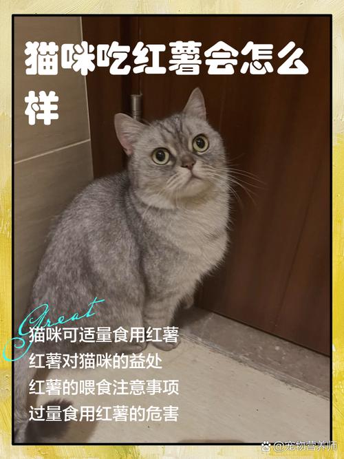 红薯喂猫要小心,幼猫不宜,成年猫适量煮熟防便秘(幼猫吃红薯好不好) 红薯喂猫要小心,幼猫不宜,成年猫适量煮熟防便秘(幼猫吃红薯好不好)