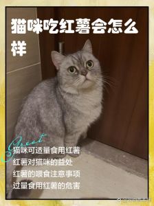 红薯喂猫要小心，幼猫不宜，成年猫适量煮熟防便秘（幼猫吃红薯好不好）