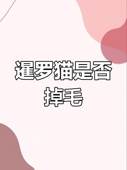 暹罗猫掉毛多?试试梳毛低盐粮!(暹罗猫掉毛严重吗) 暹罗猫掉毛多?试试梳毛低盐粮!(暹罗猫掉毛严重吗)