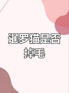 暹罗猫掉毛多？试试梳毛低盐粮！（暹罗猫掉毛严重吗）