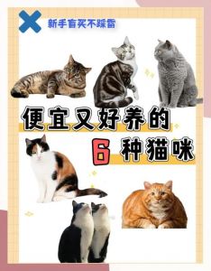 各种猫咪适合家养，带来欢乐（十大最干净最好养的猫）