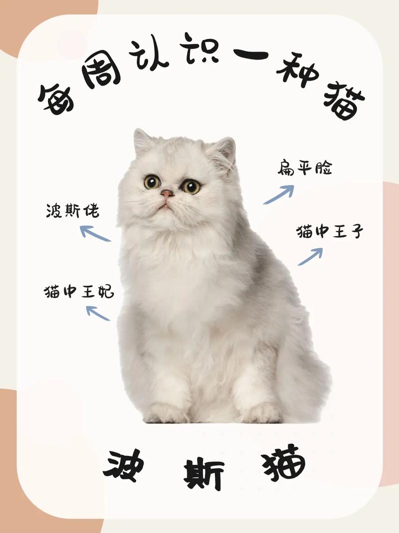 优雅好养,需细护(波斯猫饲养手册txt) 优雅好养,需细护(波斯猫饲养手册txt)