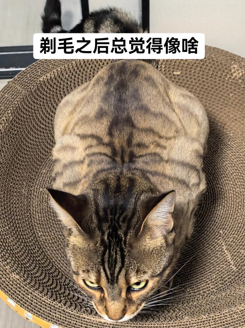 10岁猫剃毛需谨慎,伤皮肤易感染(10岁的猫咪能剃毛吗) 10岁猫剃毛需谨慎,伤皮肤易感染(10岁的猫咪能剃毛吗)