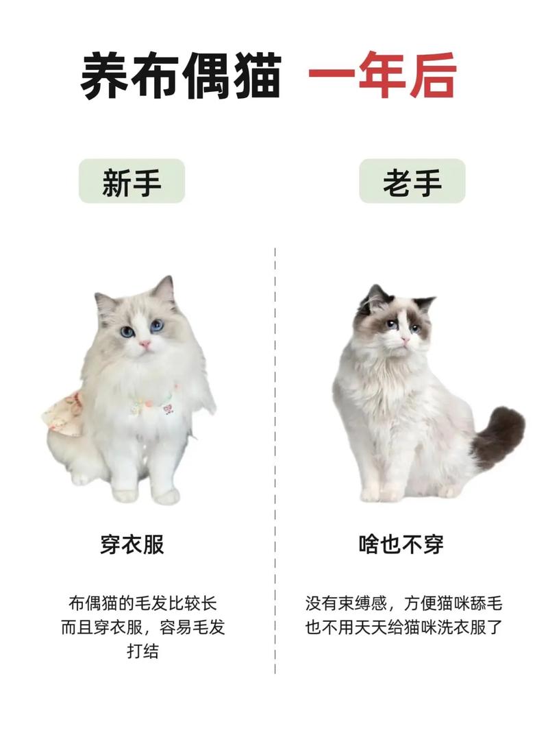 优雅背后是金钱与精力的双重考验(布偶猫是富人养还是穷人) 优雅背后是金钱与精力的双重考验(布偶猫是富人养还是穷人)
