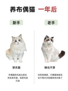 优雅背后是金钱与精力的双重考验（布偶猫是富人养还是穷人）