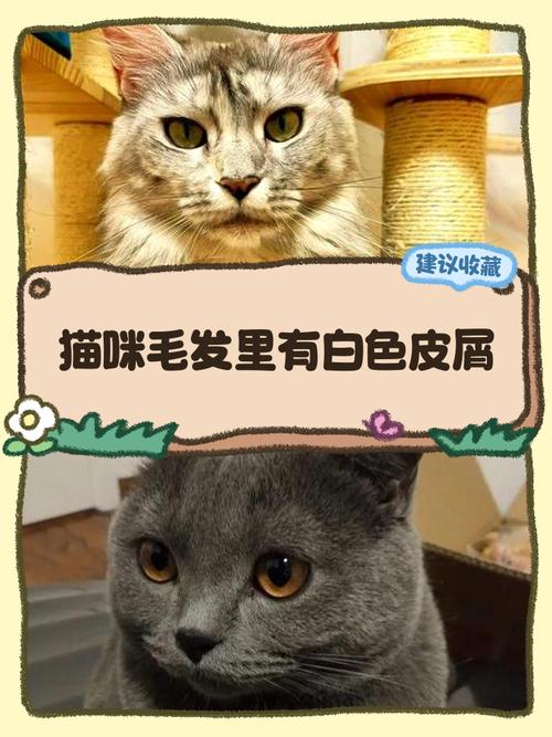 猫咪掉白屑怎么办?(猫毛上有白色皮屑) 猫咪掉白屑怎么办?(猫毛上有白色皮屑)
