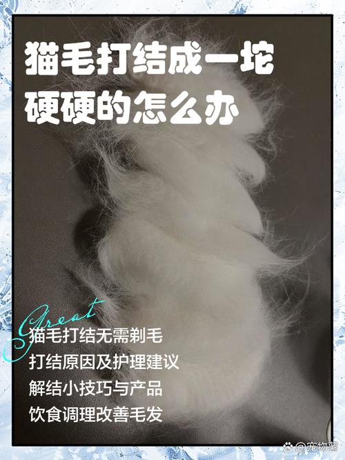 猫咪毛发打结怎么办?(猫毛打结的原因是什么) 猫咪毛发打结怎么办?(猫毛打结的原因是什么)