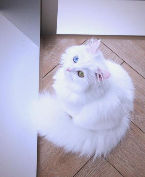 波斯猫瞳孔颜色多变,反映情绪与健康状况(波斯猫瞳孔颜色照片) 波斯猫瞳孔颜色多变,反映情绪与健康状况(波斯猫瞳孔颜色照片)