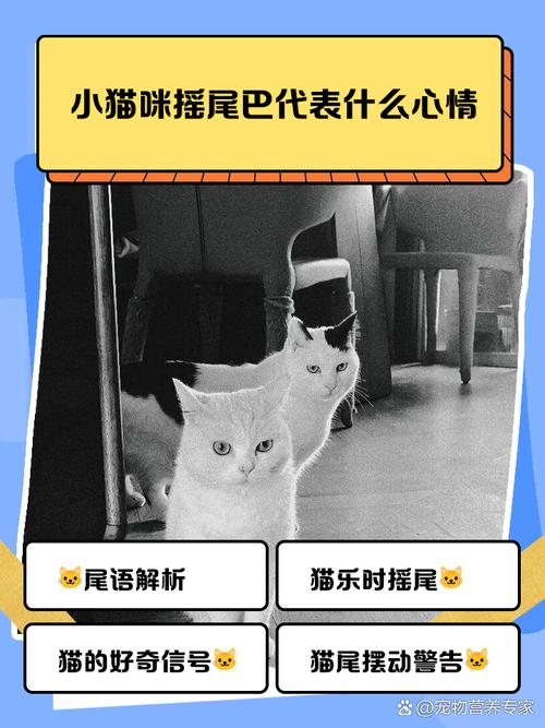 解读它的情绪(小猫咪摇尾巴是高兴还是不高兴) 解读它的情绪(小猫咪摇尾巴是高兴还是不高兴)